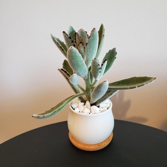 Panda Plant Fuzzy Succulent in White Ceramic Pot, Kalanchoe Tomentosa, Planter - Picture 1 of 6